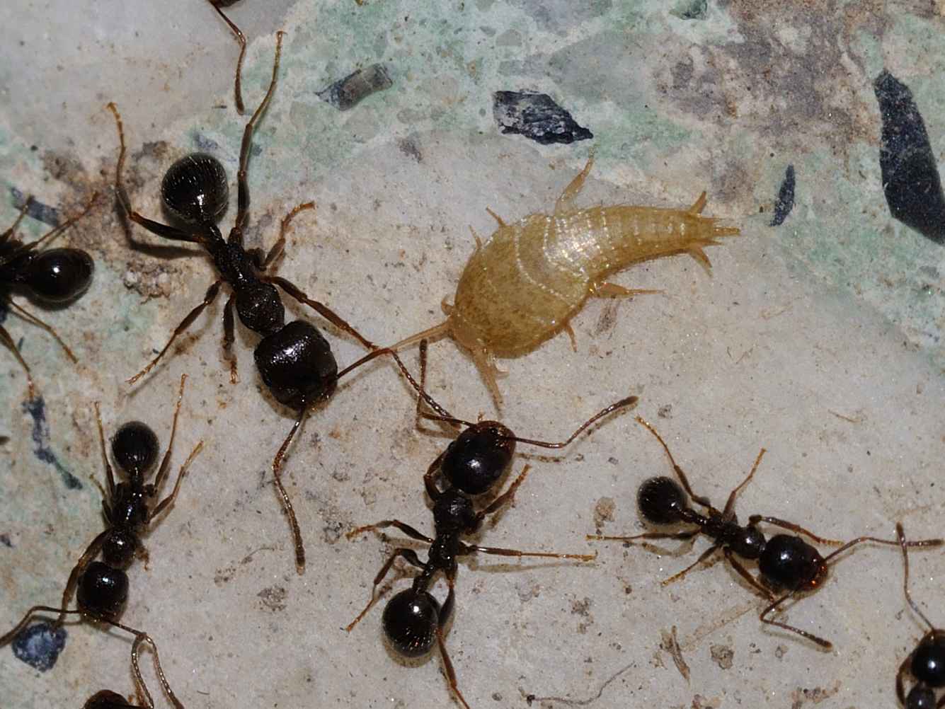 Tricholepisma aurea  e Atelura formicaria